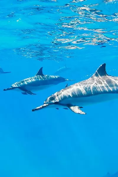 Дельфинарий