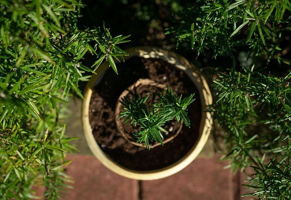 ЭКОЛОГИЧЕСКИЙ ПРОЕКТ: РАСТУЩИЙ КАРАНДАШ