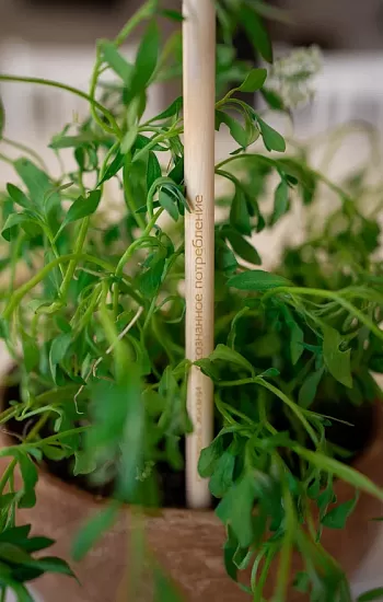 Стержень жизни – осознанное потребление! Стержень жизни – осознанное потребление!